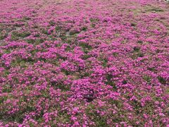 【市貝町芝ざくら公園「芝ざくらまつり」】

駐車料金は自動的に500円取られますｗ