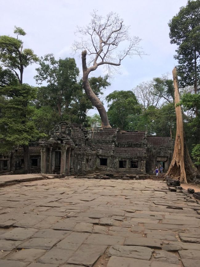 Ta Som<br />巨木がたくさんありすぎて・・・<br />自然ってつよいんですね。