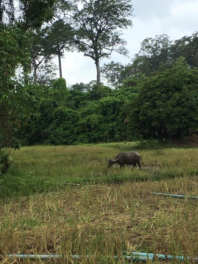 入るとなぜか、水牛と畑が広がっています。