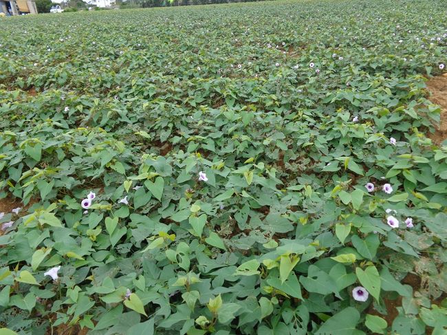 良く育っています