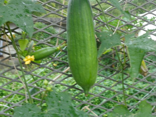 ネットに絡ませる