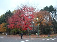 北海道大学へ移動し、紅葉狩り。