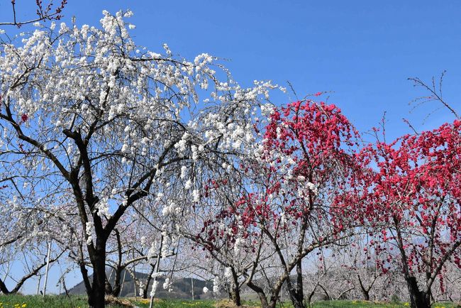 北信濃の丹霞郷 ~丘陵地を彩る桃の花と北信五岳を望む 2018~(長野)