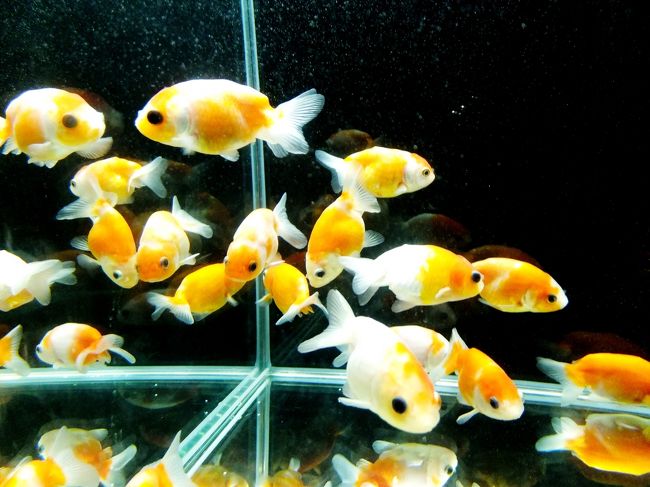 18年のゴールデンウィークは地元岩手で過ごす アクアリウム In 安比高原 安比高原 岩手県 の旅行記 ブログ By Fuzzさん フォートラベル