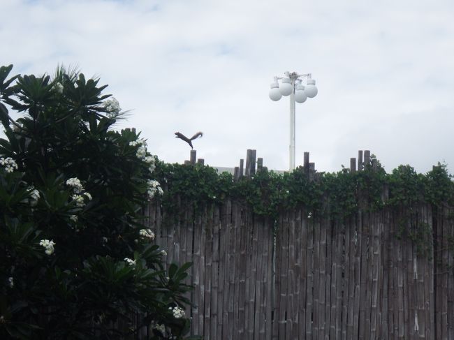朝食会場のすぐ横を、リスがぴょんぴょん跳ねていました。可愛い～♪