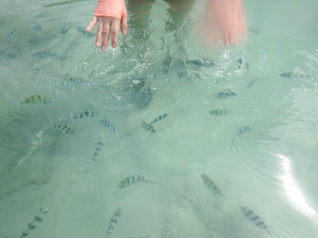 クリスタルビーチに到着！このビーチはサムイで最高の透明度を誇る･･･はずでしたが、このところの大雨で、残念ながら濁りが入ってしまってました。それでも魚たちが沢山寄ってきてくれました。水面を手でぱちゃぱちゃすると、魚が寄ってきてくれて楽しい♪