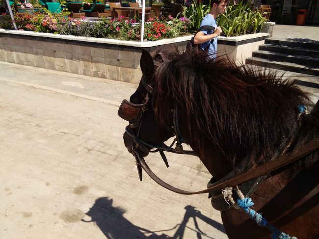 チドモ（いわゆる馬車）が交通手段です。あとはレンタル自転車。みんな暑い中水着で自転車に乗って移動しています。馬も暑そうでかわいそう。