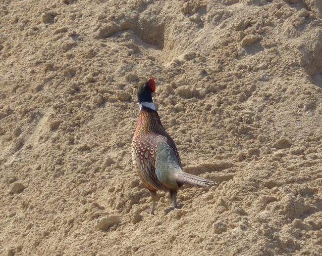 畑を荒らすキジ