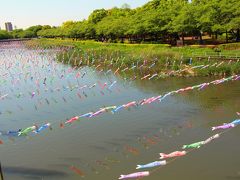 こいのぼりの数を数えながら川沿いを歩いてみたのだが、200匹を超えたところでギブアップ。

帰宅時の電車の中で調べてみたら、館林市の5月のこいのぼりはなんとギネス記録を持つ世界一のこいのぼり祭りだというコト。

こいのぼり祭りの会場は鶴生田川だけではなく、近隣の川とジョイントして行っていて、ギネス認定されたのは5283匹のこいのぼりが空を泳いだ年だという事だった。
