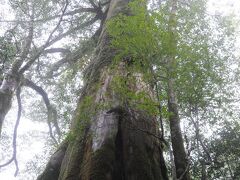 【千年杉】12:08
千年杉に到着。
今回の旅行で初の大きな杉です。他の木と比べその大きさにびっくりします。