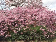 かじやの桜
接木となった第一期生の桜の木は、民家の方が開放してくださり皆さんが楽しめます。枝が低目なので、愛らしい美しい桜を近くで見れたり、お顔の横で撮影が出来たりするので人気の撮影スポットになっています。