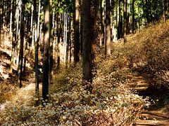 森山 鶏足山 ミツマタ群生地
