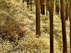 森山 鶏足山 ミツマタ群生地
