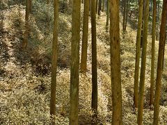 森山 鶏足山 ミツマタ群生地
