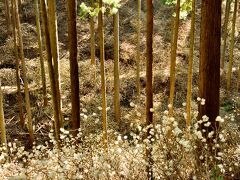 森山 鶏足山 ミツマタ群生地
