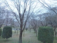 バスから見た桜川公園
もう少し時間があったらこちらの桜も見学したかったのですが、時間がありませんでした。