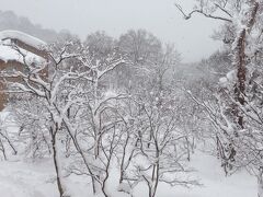 　朝窓から外を見ると雪の量が一晩でずいぶん増えていた。昨日の午後から一晩降り続いたらしい。