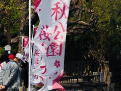 腹ごなしもかねて参りましょう、桜まつり真っ只中であろう千秋公園。

去年来た時は５分咲き位。
今年はどうかな？