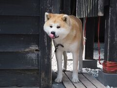 角館の桜にも会いたかったけど、この人にも会いたかった。

それは”角館さとくガーデン”にいらっしゃる秋田犬の武家丸様。
今日もかわいいーーー。