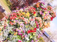 次に訪れたのは、京都府立植物園