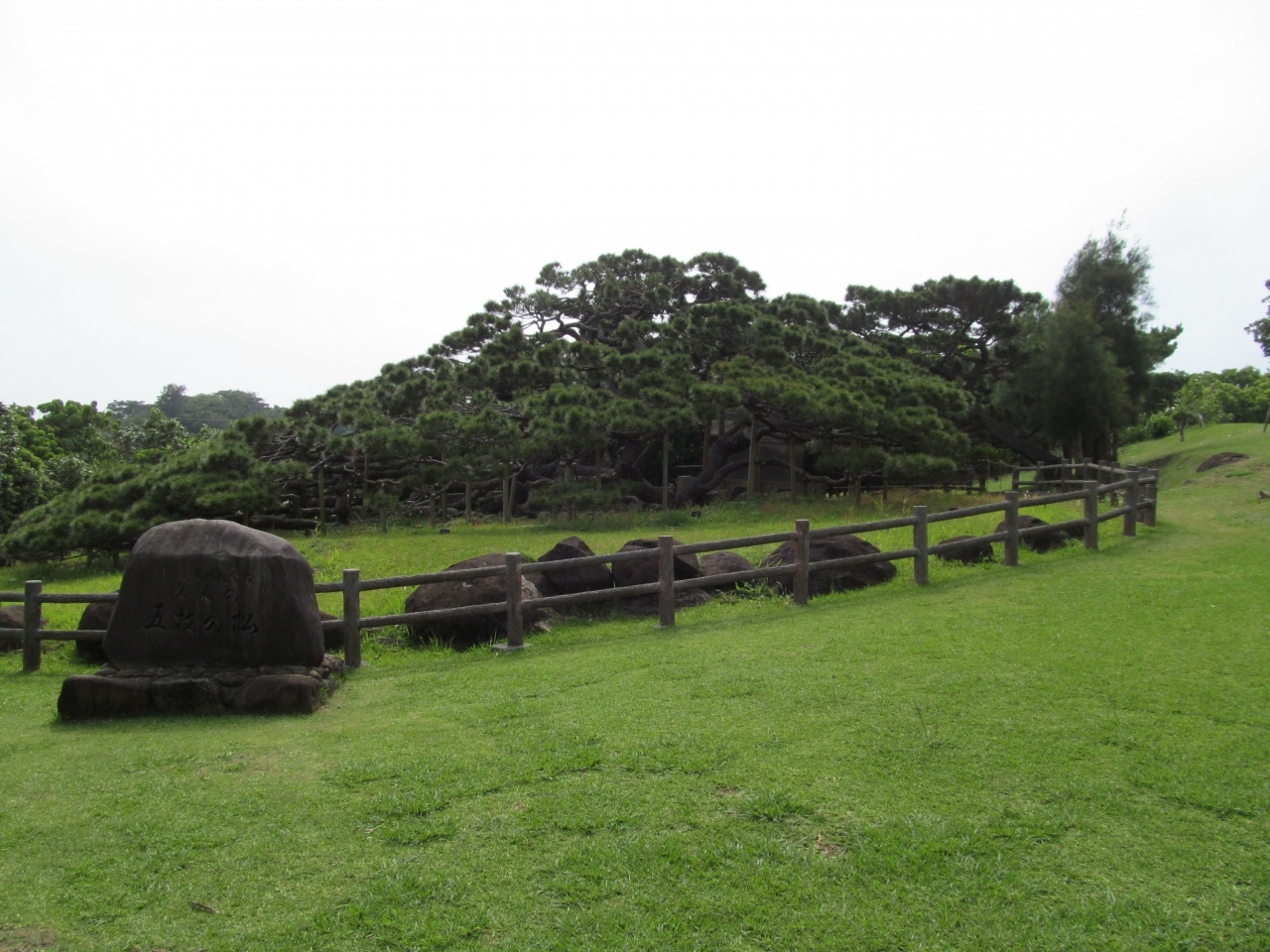 樹齢二百五十年といわれる五枝の松。