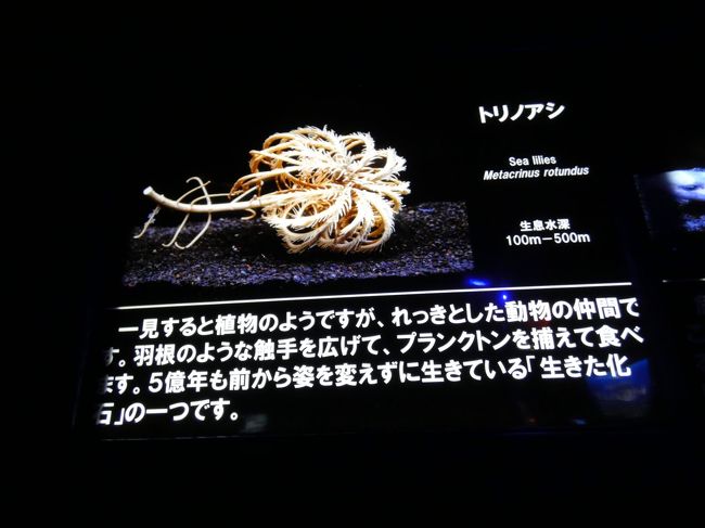 06.沼津港深海水族館を訪ねる沼津日帰り 沼津港深海水族館 シーラカンス・ミュージアムその4
