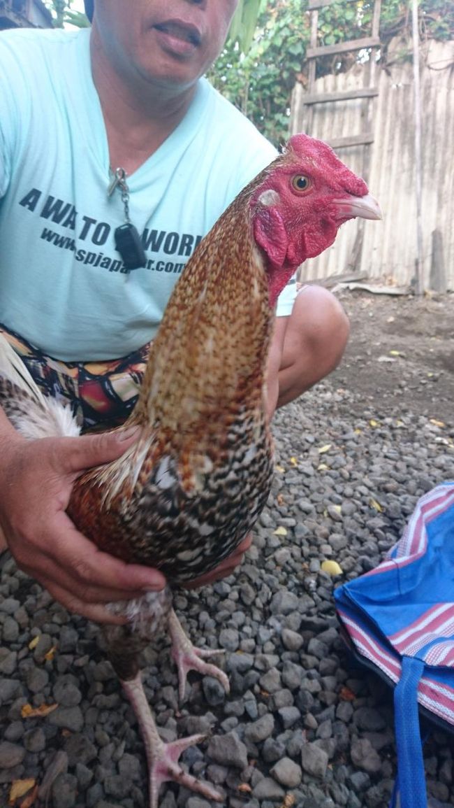 コケコッコー　日本ではなかなか「鶏」って見ませんよね。<br />バリ島では、あちこちにヒヨコが歩いています。<br />可愛いですね～(*'▽')