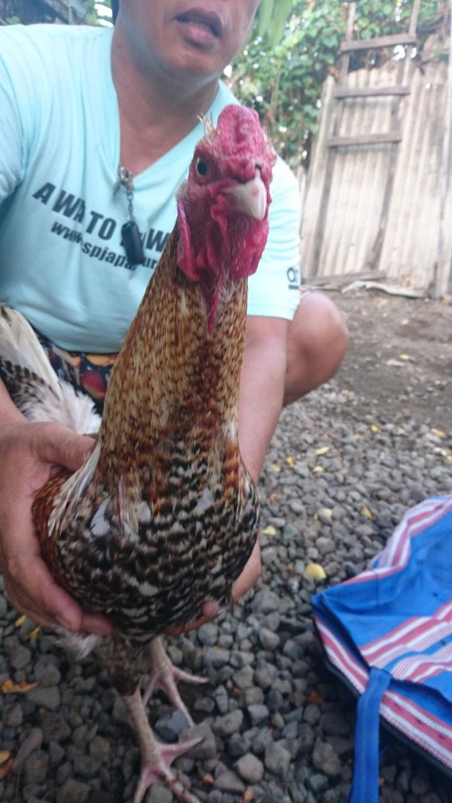 にわとりさんですね　　意味なし・・・・