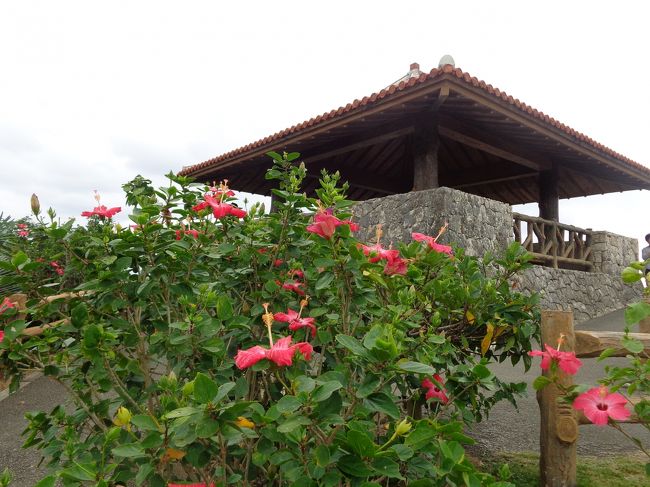 花が咲いています