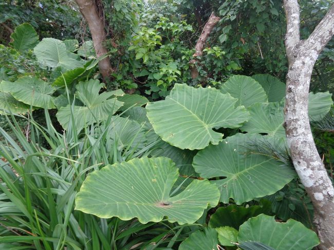 1月でも緑が濃い