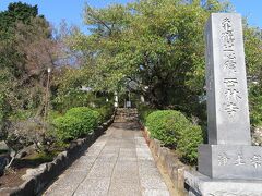 街道を逸れて西林寺に立ち寄り。桜が咲いたらきれいそう。樹齢160年だそう。