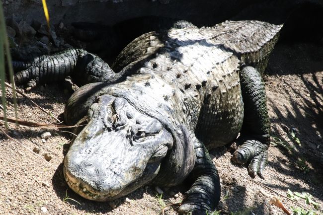 Gw日帰りレッサーパンダ遠征第２弾は熱川バナナワニ園 ３ その他の動物や植物 お目当てのマナティーはお食事中 ぜひ見たかったエメラルドグリーンのジェードパインは見頃ぎりぎり 熱川温泉 北川温泉 静岡県 の旅行記 ブログ By まみさん フォートラベル