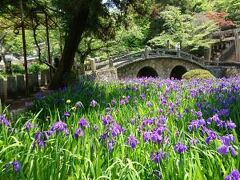 その後、菅原神社へ。

ちょうどカキツバタが満開と知り、チャンスがあったら行こうと思ってました☆