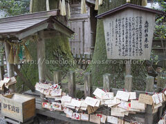 移動して高千穂神社へ。

道路からはすぐの神社なのですが、とても静かで素敵な神社です。
秩父杉や雷が落ちてベルトで止めてある杉、
大きな杉がたくさんあって、素晴らしい場所。

夫婦杉の周りを３回まわり、願い事をしてるカップルやご夫婦が数組いました。
