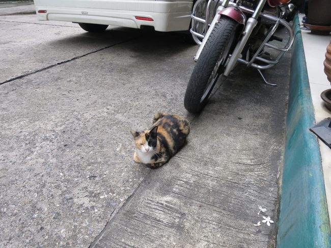 翌朝。やはり眠りは浅い。朝から蒸し暑い。ホテル前の猫。<br />ホテル入るのに、こんな段差は止めてくれ！寝ぼけてるとこける。スーツケースも持ち上げるのが大変！