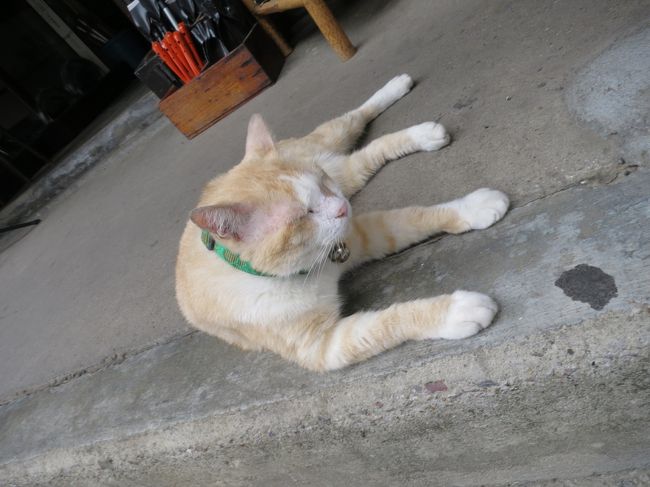 またお猫さま～