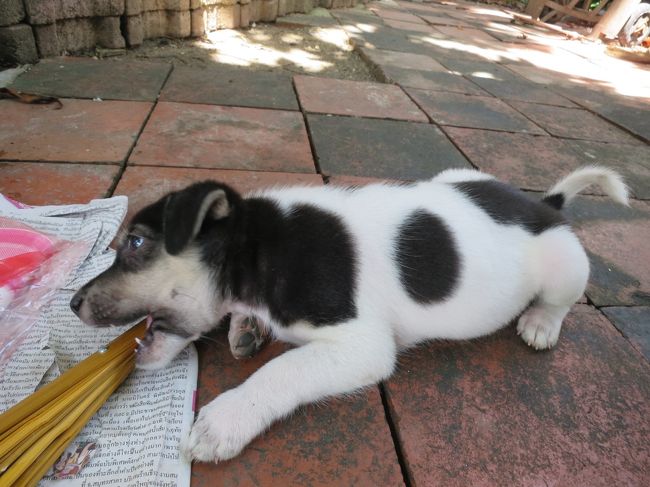 私はこの子に夢中<br />土産物屋のおじさんにFor youって言われたから貰ってこようと思ったのよね！青い目の子犬！<br />今思えば、友達の子のために親切なおじさんからカエルの鳴き声の木の工芸品を買ってくれば良かった。。。ゴメン気が利かずに！！友達の子ども喜んだろうな～。今回のタイでは何もお土産買ってあげられなかったし後悔。<br />久しぶりに子犬を抱っこして感触が忘れられない！ぷくぷくで温かくて♪