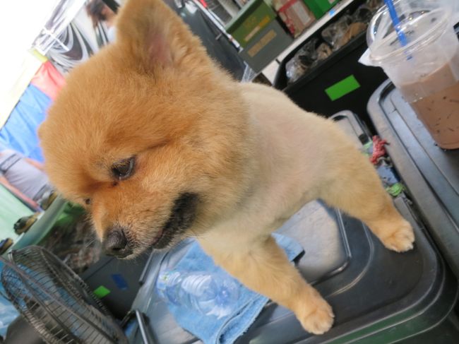 ここにもポメちゃんがいましたよー！