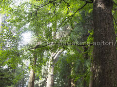 さて、２日目。
夜降った雨は上がり、まずは昨日買えなかったお守をゲットするべく、高千穂神社へ。
もうすでに混んでたけど(9:30）、ギリギリ駐車場へ入れました。
やっぱりここは木が大きくて、素敵な場所。