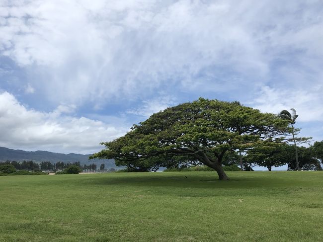 この木なんの木の木。