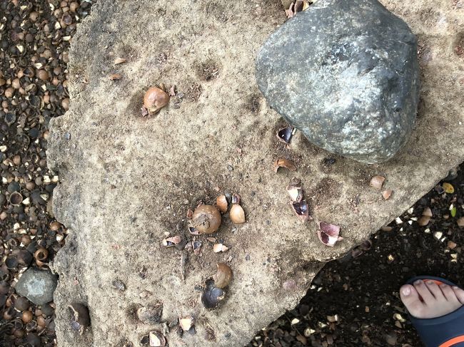 マカデミアナッツをこの石で割って食べてみました。美味しいです。