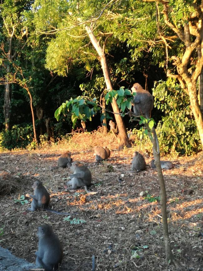 猿、いっぱい！！誰かサングラス取られてました。。