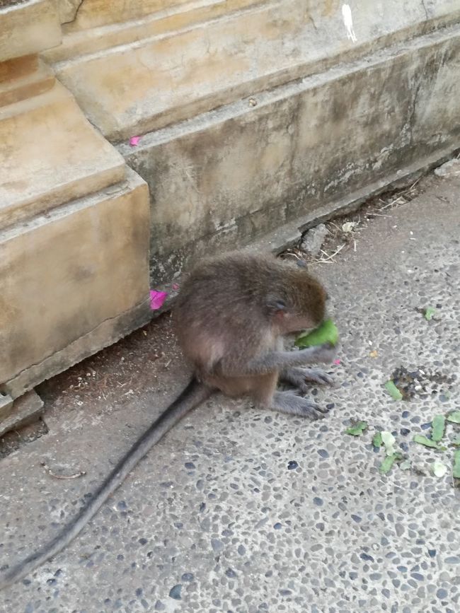 可愛いコザル。