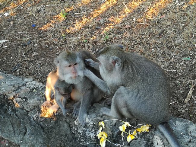 仲良しな猿たち。