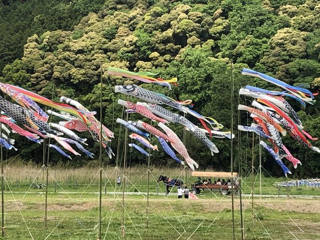 特大　鯉のぼり 楽天市場】こいのぼり 鯉のぼり 金箔 ベランダ 鯉 大和鯉 1.5m