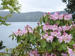 シャクナゲと芦ノ湖。