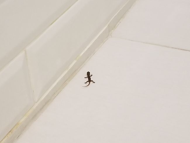 なんと！<br />シャワールームにヤモリがいました。<br />かなり小さい。まだ子供ですね。<br /><br />虫、昆虫系は苦手ですが、家を守るヤモリやトッケー(ゲッコー)などはいても問題無いです。<br /><br />でも、あまりにも小さく踏んでしまうおそれがあるので、夫がテラスの植え込みに逃がしました。