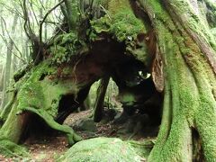 【三代杉】7:50
1500年前に倒れた杉の上に二代目の杉が出来、樹齢1000年で伐採。
今から350年前にその二代目の杉の上にできたのがこの三代目です。
倒木更新と切株更新の２つを経て育っている杉です。歴史があります。