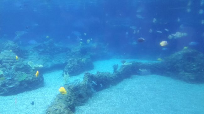 シュノーケルで潜れるプール<br />横からガラス張りで見られる所があります