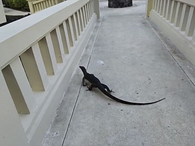 今日と明日はホテルステイ。<br />さっそくビーチへ行きました。橋の上にはトカゲさんがのんびりとお散歩ちゅう。<br />私が近づいても逃げることも襲うこともせず歩いてました。